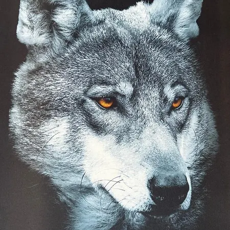 Sivý Vlk Hrebienok *